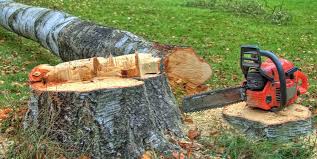 Best Root Management and Removal  in Happy Valley, CA