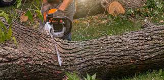 Best Tree Mulching  in Happy Valley, CA