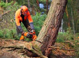 Best Firewood Processing and Delivery  in Happy Valley, CA
