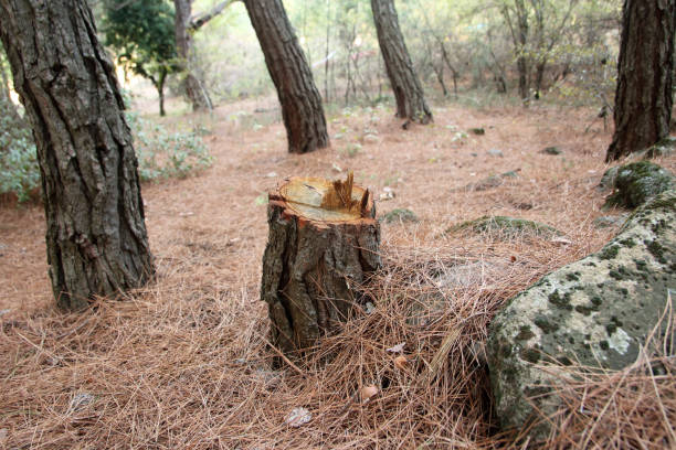 How Our Tree Care Process Works  in  Happy Valley, CA