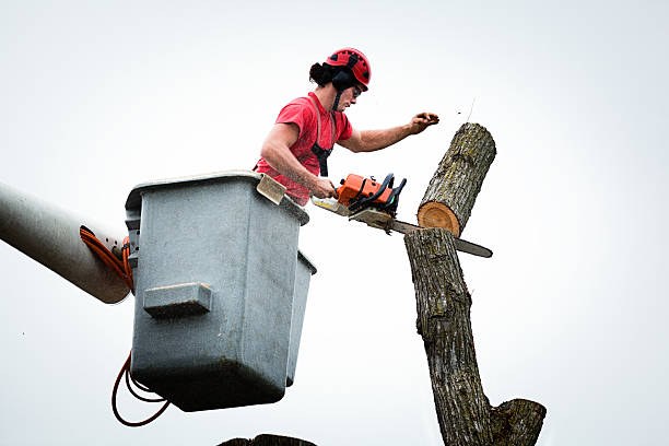 Best Tree Maintenance Programs  in Happy Valley, CA